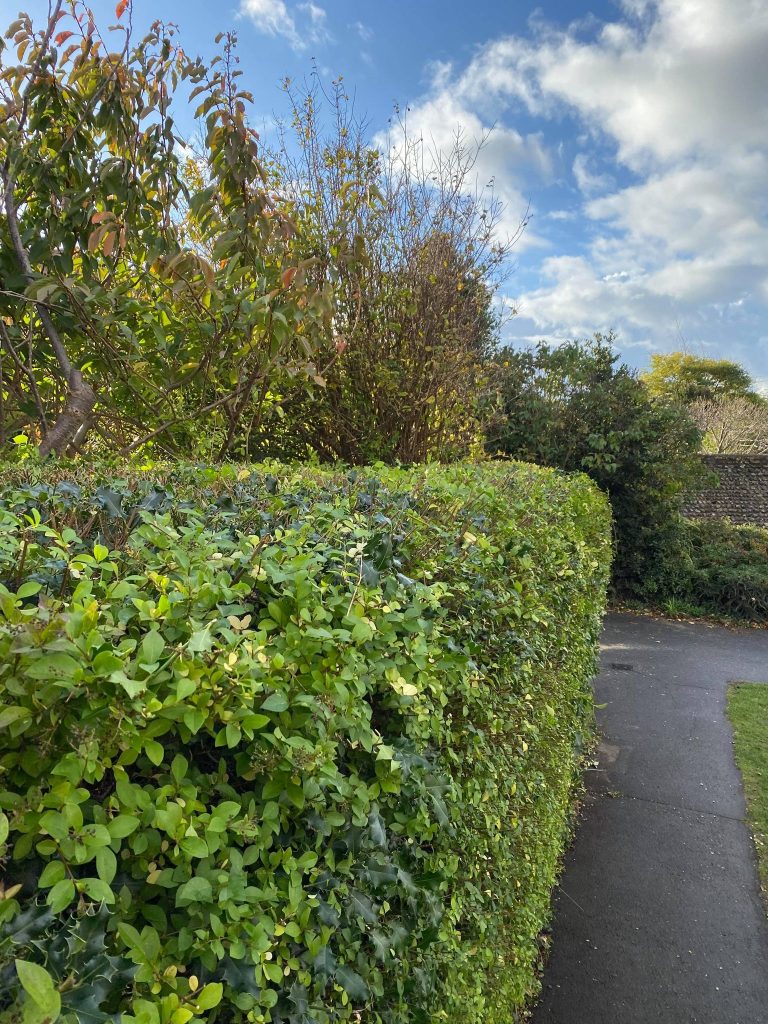 Hedge cutting - Green Lane Forestry